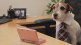 Nintendo Spokesdog Uggie